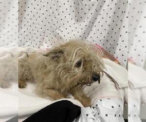 Maltese-Unknown Mix Dogs for adoption in Modesto, CA, USA