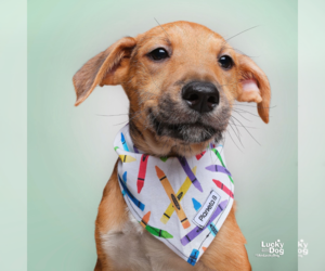 Mutt Dogs for adoption in Washington, DC, USA