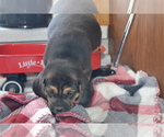 Small Photo #7 Jug Puppy For Sale in GREENWOOD, WI, USA