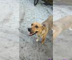 Small Labrador Retriever