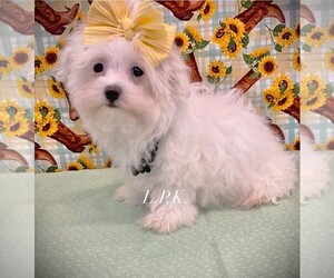 Maltese Puppy for sale in WINNSBORO, LA, USA