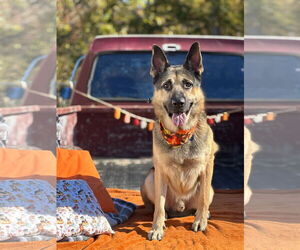 German Shepherd Dog Dogs for adoption in Spring Lake, NJ, USA
