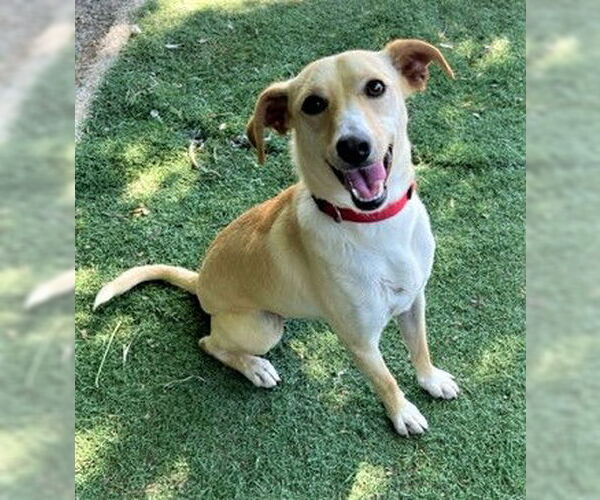 Medium Photo #3 Unknown-Whippet Mix Puppy For Sale in Chico, CA, USA