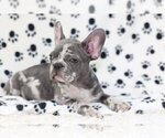 Small Photo #2 French Bulldog Puppy For Sale in HOBE SOUND, FL, USA