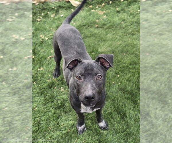 Medium Photo #4 Beagle-Staffordshire Bull Terrier Mix Puppy For Sale in Lakewood, CO, USA