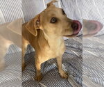 Small #11 Labrador Retriever Mix