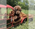 Small #2 Labrador Retriever