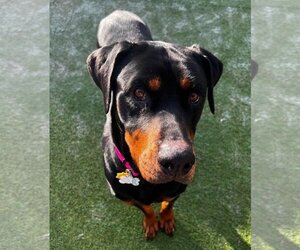 Doberman Pinscher-Unknown Mix Dogs for adoption in Coralville, IA, USA