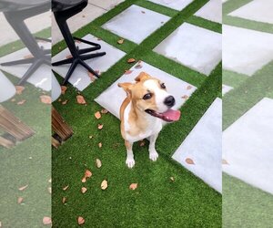 American Bulldog-Unknown Mix Dogs for adoption in Miami, FL, USA