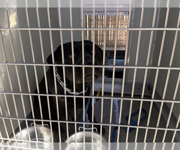 Medium Photo #1 Labrador Retriever-Unknown Mix Puppy For Sale in Corona, CA, USA