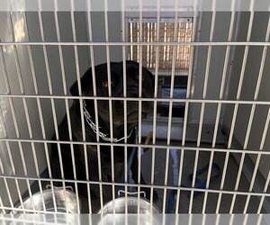 Labrador Retriever-Unknown Mix Dogs for adoption in Corona, CA, USA