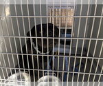 A165909 - Male Labrador Retriever-Unknown Mix Dog for Adoption - Small photo
