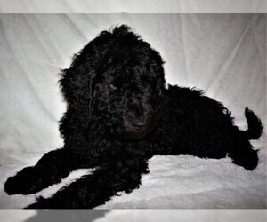 Goldendoodle Puppy for sale in BOON, MI, USA