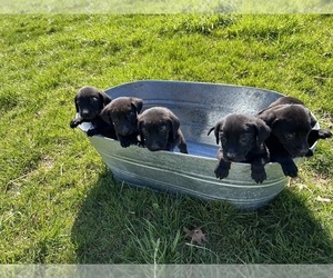 German Shorthaired Lab Puppy for sale in JEFFERSON CITY, MO, USA