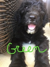 Sheepadoodle Puppy for sale in ORRVILLE, OH, USA