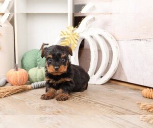 Yorkshire Terrier Puppy for sale in LUCAS, TX, USA