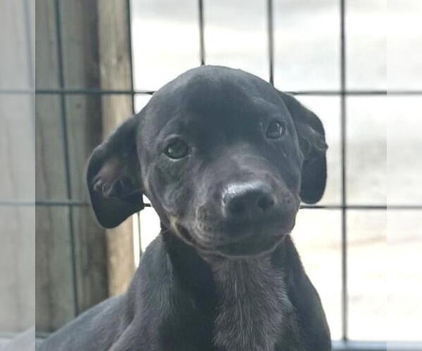 Medium Photo #1 Boxer-Unknown Mix Puppy For Sale in Yardley, PA, USA