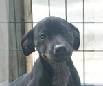 Small Boxer Mix