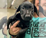 Small #1 Catahoula Leopard Dog-Labrador Retriever Mix