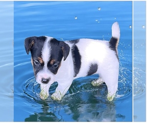 Jack Russell Terrier Puppy for sale in NASHVILLE, NC, USA