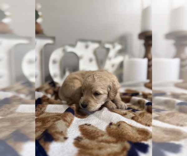 Medium Photo #6 Goldendoodle (Miniature) Puppy For Sale in NOBLESVILLE, IN, USA