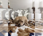 Small #5 Goldendoodle (Miniature)
