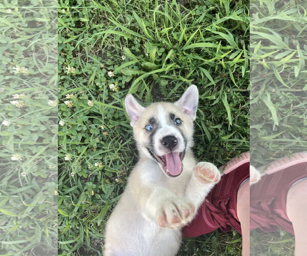Medium Photo #2 Huskies -Unknown Mix Puppy For Sale in Hillsboro, MO, USA