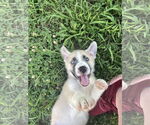 Small #1 Huskies  Mix