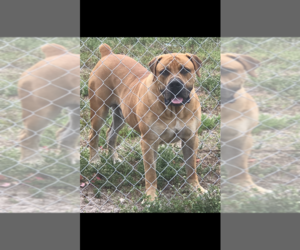 Father of the Boerboel puppies born on 04/13/2022