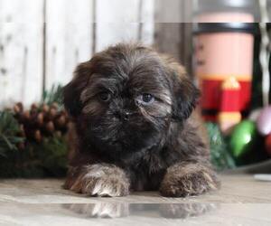 Shih Tzu Puppy for sale in MOUNT VERNON, OH, USA