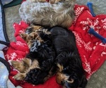 Small Photo #5 Yorkshire Terrier Puppy For Sale in EAST LAYTON, UT, USA