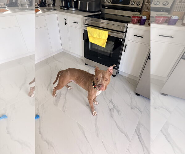 Medium Photo #4 American Pit Bull Terrier-Unknown Mix Puppy For Sale in Miami, FL, USA
