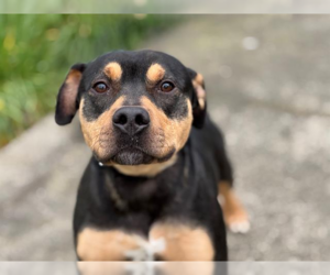 Rottweiler-Unknown Mix Dogs for adoption in Petaluma, CA, USA