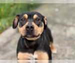 Small Rottweiler Mix