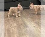 Small Photo #7 French Bulldog Puppy For Sale in DOWNEY, CA, USA
