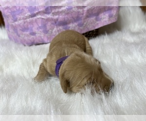 Golden Retriever Puppy for Sale in NEOLA, West Virginia USA