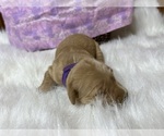 Image preview for Ad Listing. Nickname: AKC Golden Retr