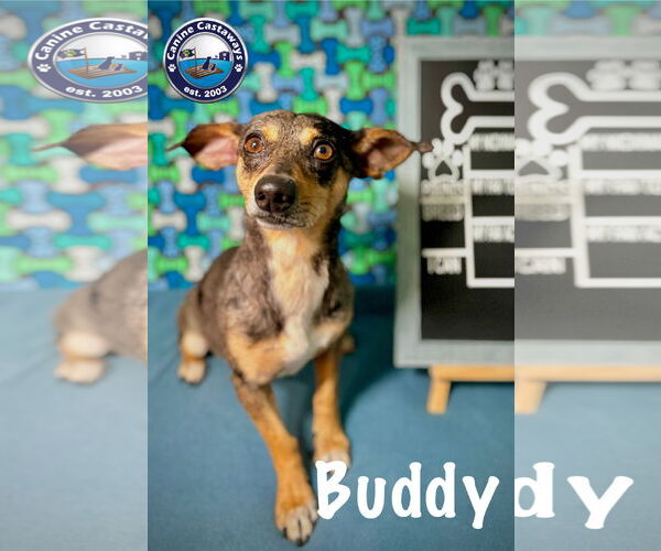 Medium Photo #4 Dachshund-Unknown Mix Puppy For Sale in Arcadia, FL, USA