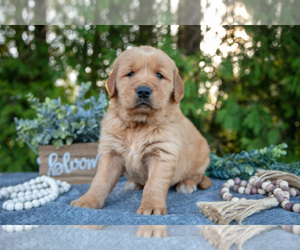 Medium Golden Retriever