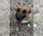 Small #4 Labrador Retriever Mix