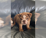 Small Photo #11 Bulldog Puppy For Sale in PORTERVILLE, CA, USA