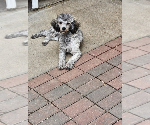 Medium Photo #1 Poodle (Miniature) Puppy For Sale in FREMONT, NE, USA