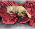 Small Photo #147 Belgian Malinois Puppy For Sale in REESEVILLE, WI, USA