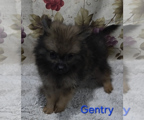 Medium Photo #3 Pomeranian Puppy For Sale in AZLE, TX, USA