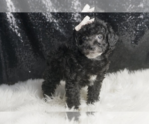 Medium Photo #5 Poodle (Miniature) Puppy For Sale in WARSAW, IN, USA