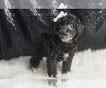 Small #4 Poodle (Miniature)