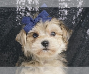 Morkie Litter for sale in WARSAW, IN, USA