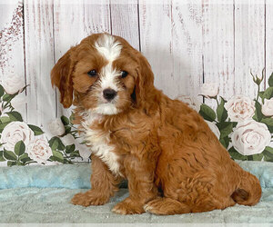 Cavapoo Puppy for sale in PENNS CREEK, PA, USA
