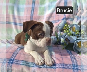 Boston Terrier Puppy for sale in MINERAL WELLS, WV, USA