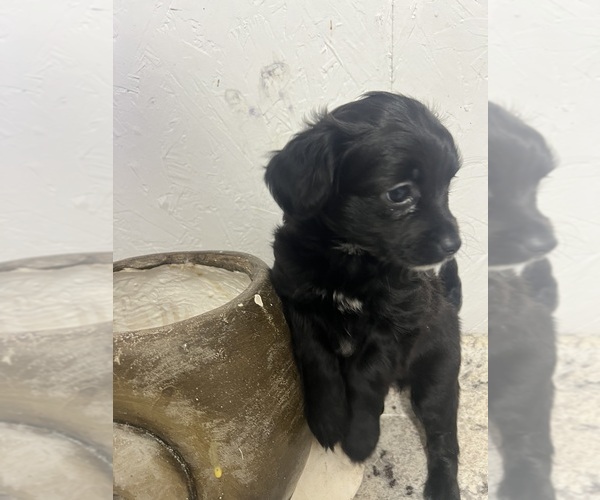 Medium Photo #3 Mal-Shi Puppy For Sale in GREENVILLE, NC, USA